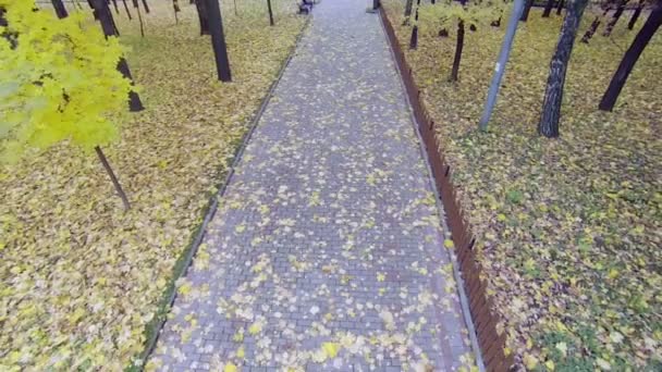 Parque callejón entre árboles con follaje colorido — Vídeos de Stock