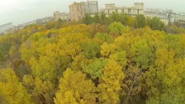 Bomen met kleurrijke gebladerte — Stockvideo