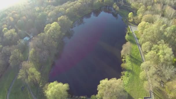 Bosque alrededor de lago pequeño — Vídeos de Stock