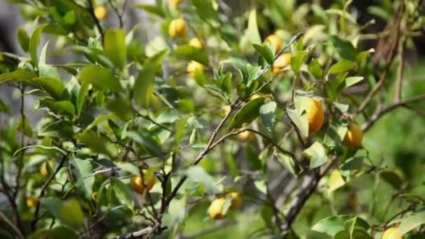 Citronový strom s ovocem — Stock video