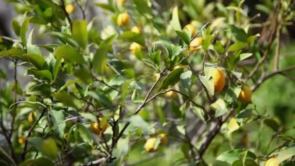 Limão com frutas — Vídeo de Stock