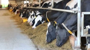 ahır birçok inekler standları