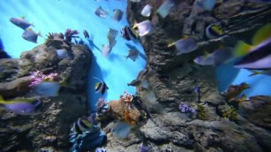 deniz balığı akvaryumda yüzmek