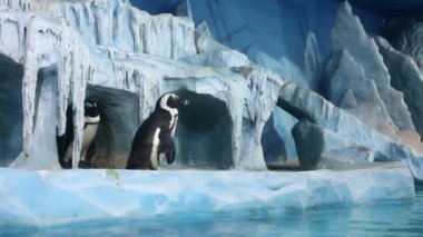 Penguenler oceanarium dekoratif mağarada