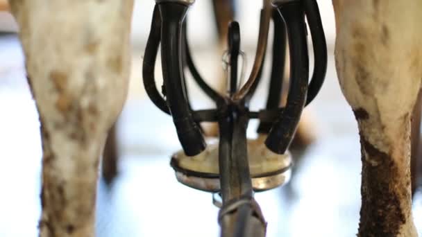 Cows feet and equipment for milking — Stock Video