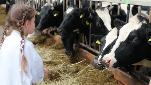 Little girl giving hay to cows — Stock Video