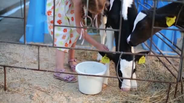 Kleines Mädchen streichelt kleines Kalb — Stockvideo