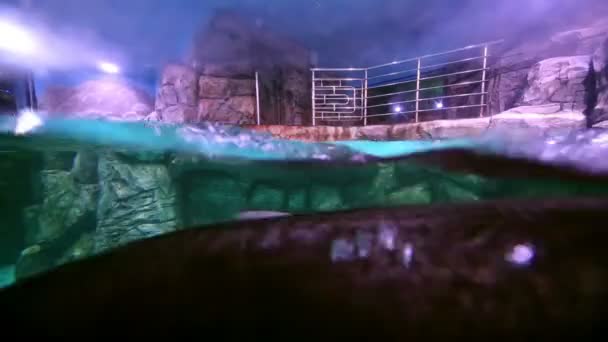 Les otaries à fourrure nagent à l'océanarium — Video