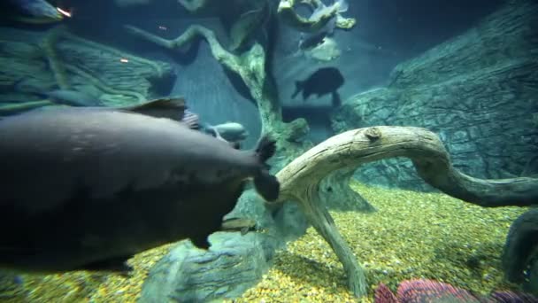 Exotic fishes swim in aquarium — Stock Video