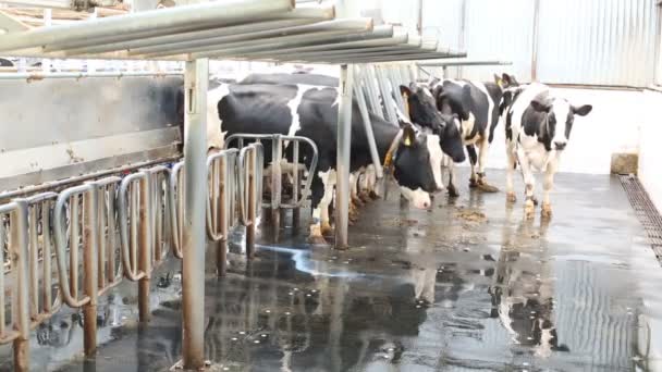 As vacas são provenientes de recintos especiais — Vídeo de Stock