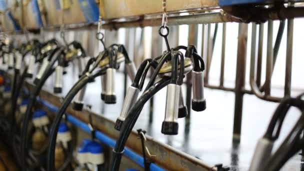 Rows of equipment with milking machines — Stock Video