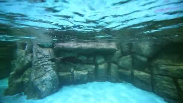 Natación focas de piel en el oceanario — Vídeos de Stock