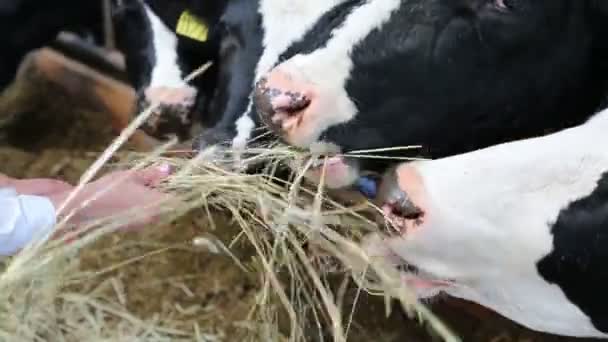 Childrens handen gevoed koeien — Stockvideo