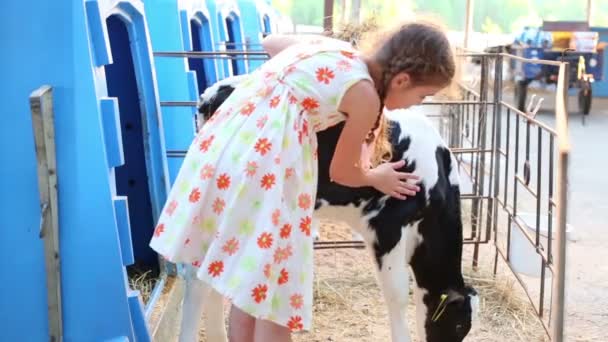 Little girl caresses small calf — Stock Video