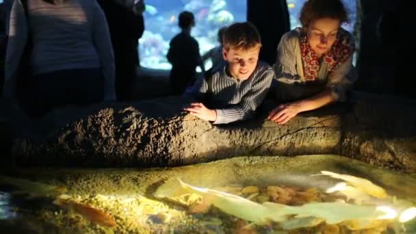 Mother and her son looking at fishes — Stock Video