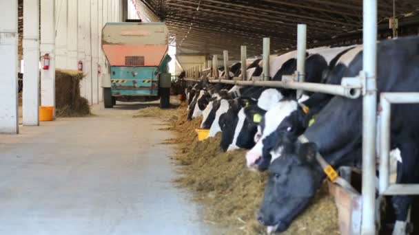 Carro especial espalha alimentação para vacas — Vídeo de Stock