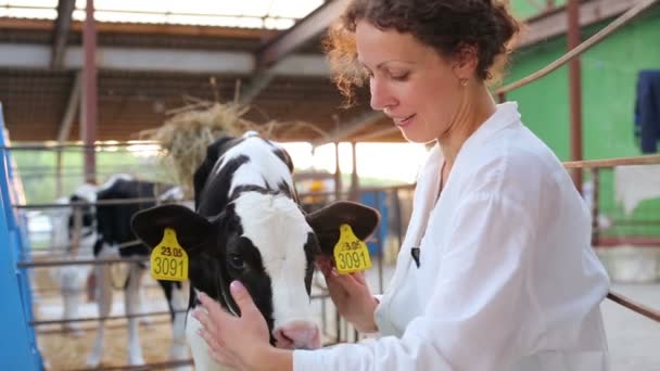 Woman caresses small calf — Stock Video