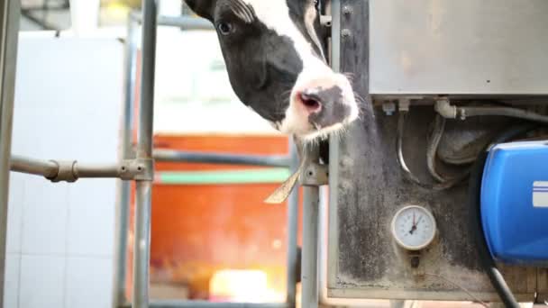 Vaca curiosa cerca del equipo de ordeño — Vídeo de stock