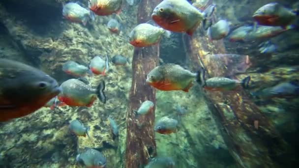 바다 수족관에서 열대 피라냐 물고기 — 비디오