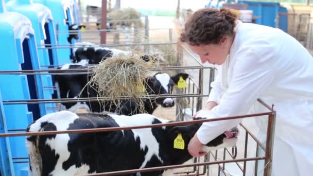 Mujer en granja de vacas grandes . — Vídeos de Stock