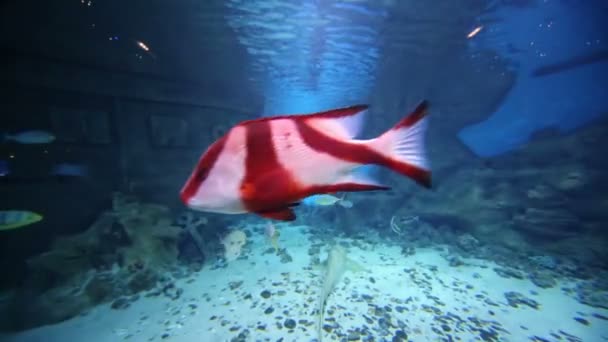 Fishes near decorated bottom of aquarium — Stock Video