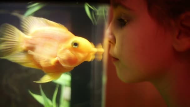 Menina bonita olha para peixes dourados — Vídeo de Stock