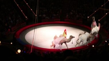 Circus arenada eğitimli deve performansı