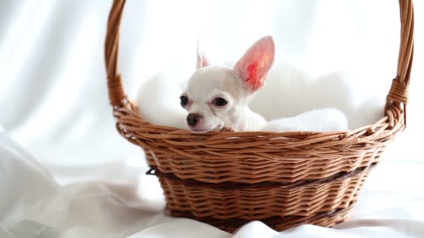 White chihuahua lies in wicker basket