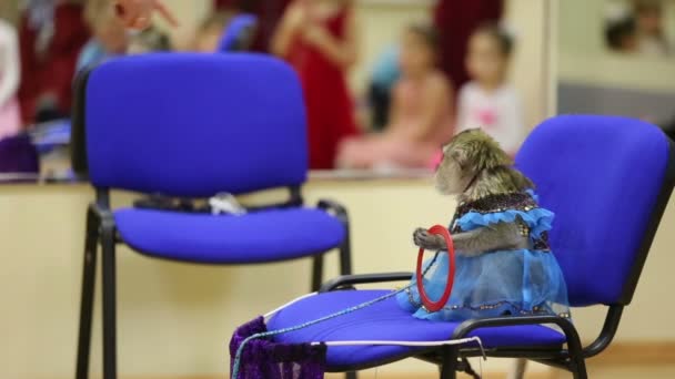 Cvičená opice v kostýmech chytá kruhy — Stock video