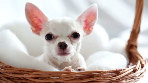 Chihuahua sedí v proutěném koši
