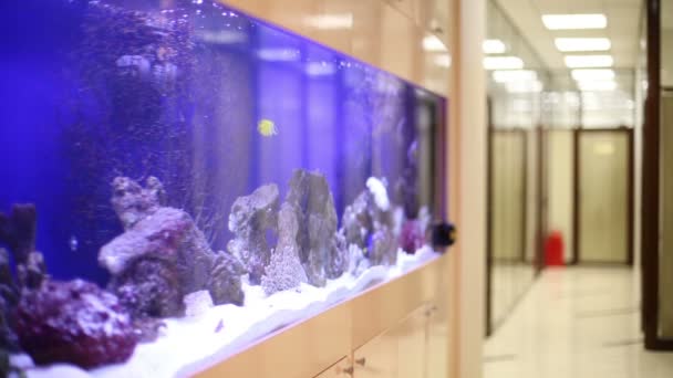 Tropikal balıklar ofiste akvaryumda yüzmek — Stok video