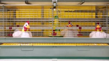 Tavuk endüstriyel kuluçka makinesi gösterimi