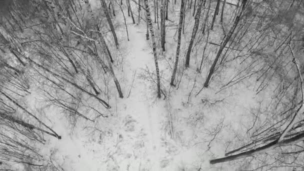 Weg im Birkenwald mit Schnee bedeckt — Stockvideo