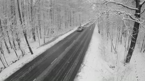 Balades en voiture par la route en forêt — Video