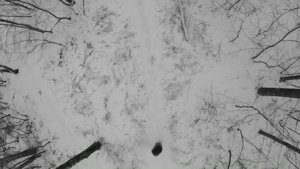Березовый лес с дорожкой — стоковое видео
