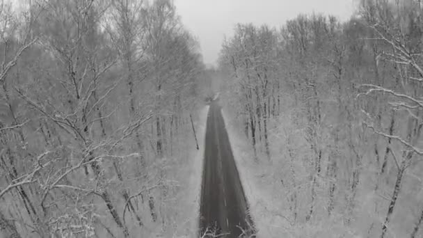 Δάσος με παγωμένο δέντρα και το αυτοκίνητο στο δρόμο — Αρχείο Βίντεο