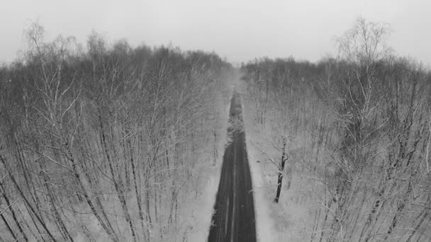 Voitures conduisent par la route parmi les arbres — Video