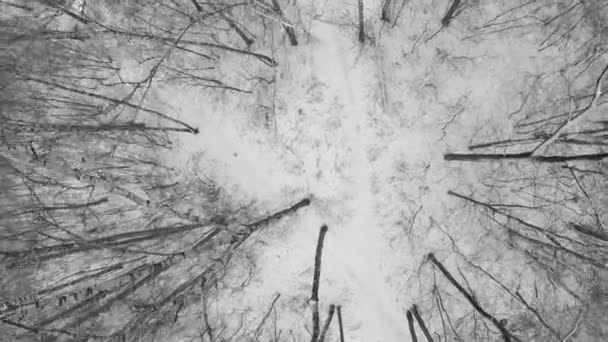 Sentiero tra le betulle nella foresta innevata — Video Stock