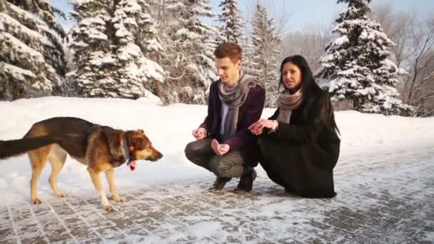 Happy woman and man feed dogs — Stock Video