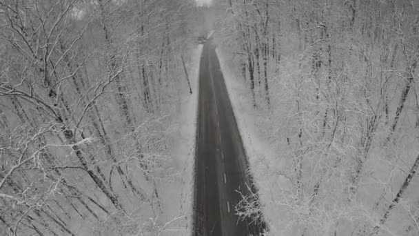 Δάσος με παγωμένο δέντρα και άδειο δρόμο — Αρχείο Βίντεο