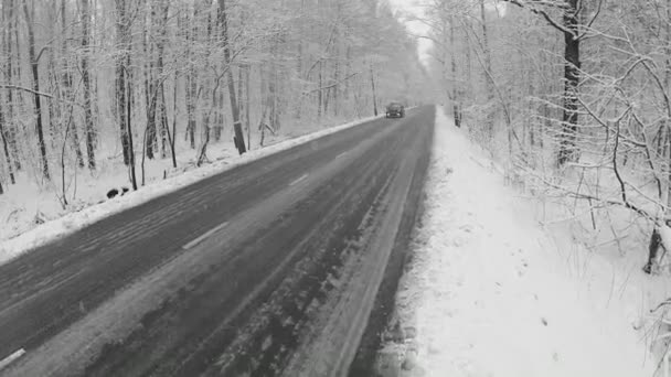 Car passes by road among trees — Stock Video