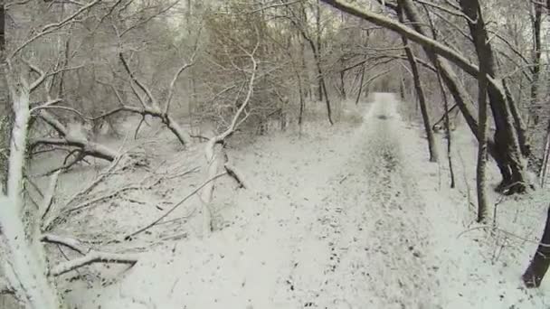 Путь между деревьями, покрытыми снегом — стоковое видео
