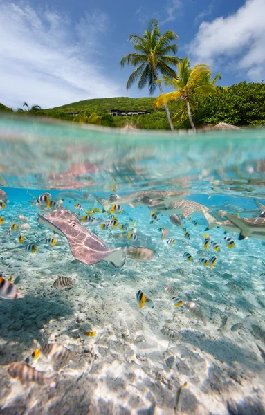 上記と水中の熱帯の島 — ストック写真