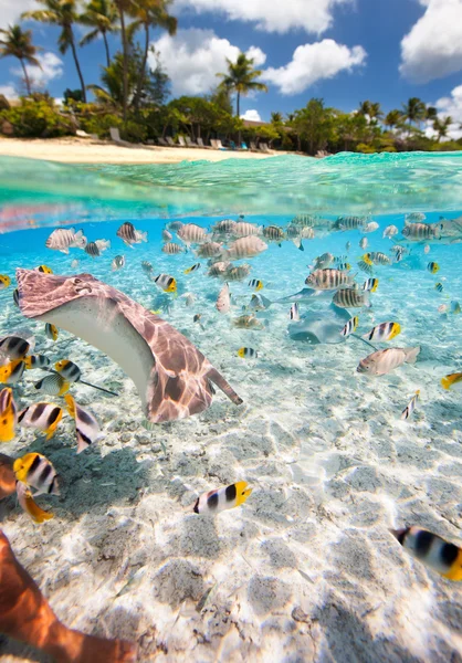 Isola tropicale sopra e sott'acqua — Foto Stock