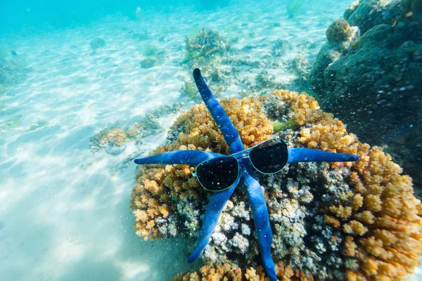 Blue starfish at reef — Stock Photo, Image