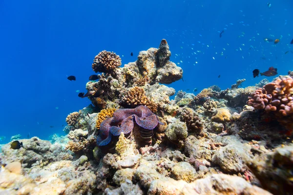 Coral reef víz alatti — Stock Fotó