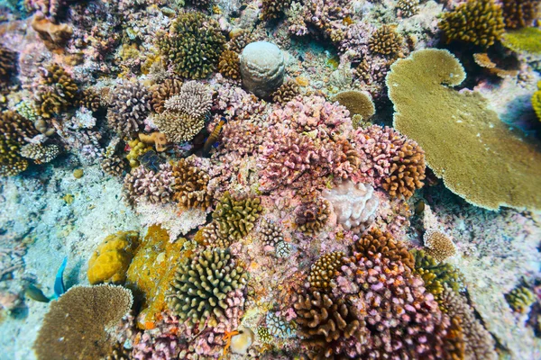 Coral reef underwater — Stock Photo, Image