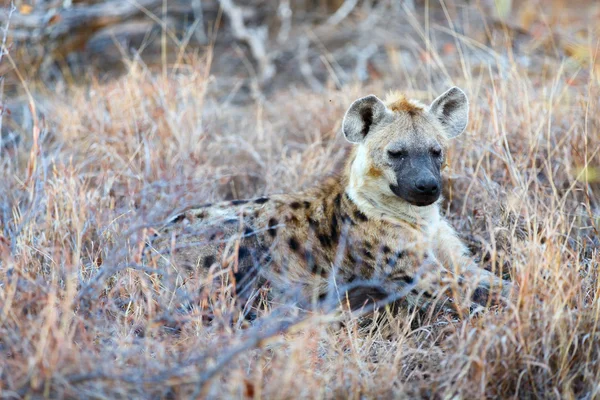 Hyena v Africe — Stock fotografie