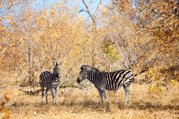 Zebre nel parco safari — Foto Stock