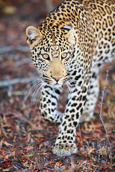 Unga manliga leopard — Stockfoto